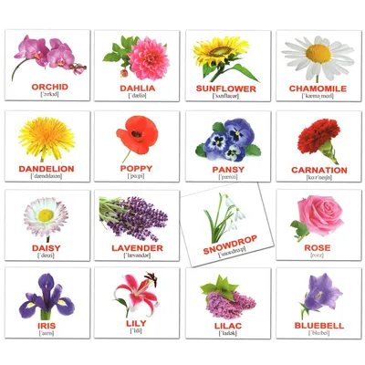 Английский. 20 названий цветов. Есть ли среди них Ваш любимый цветок? |  English - The ELN Zen Channel - Английский | Дзен