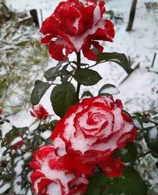 Роза в снегу | Floral, Rose quotes, Rose