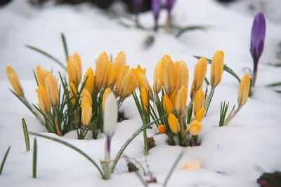 Цветы, #Снег, #аватары, #картинки, #фотки, #арт,  https://avatarko.ru/kartinka/9634 | Весенние цветы, Первоцветы, Весна