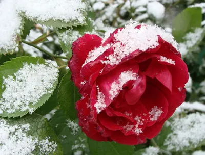 Повесть - Цветы на снегу.. 4 .. - YouTube