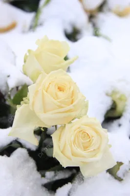 синие цветы в снегу с белой снежной бурей Фон Обои Изображение для  бесплатной загрузки - Pngtree