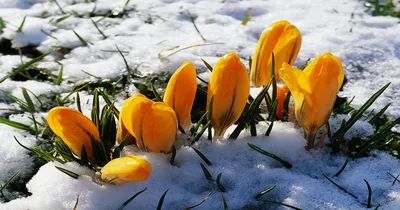 Онлайн пазл «Цветы в снегу»