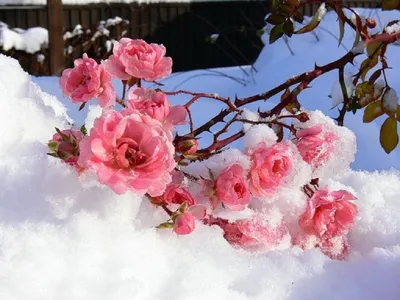 Букет цветов на снегу зимой Stock Photo | Adobe Stock
