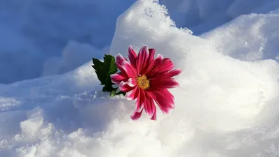 Нужно ли укрывать цветы, если выпал снег | В цветнике (Огород.ru)