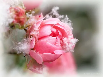 Цветы под снегом стоковое фото. изображение насчитывающей взорвать -  182629608