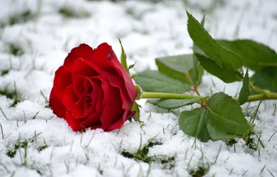 обои, роза в снегу | Розы, Зимние цветы, Цветок