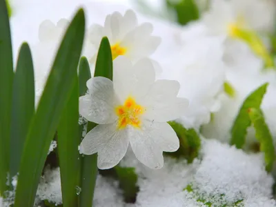 Цветы в снегу | Татьяна НАША ДАЧА | Дзен