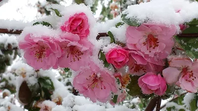 Курс Цветы на снегу-1 - Школа шитья и современного квилтинга