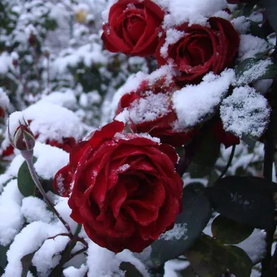 Белые розы на снегу, высокое …» — создано в Шедевруме