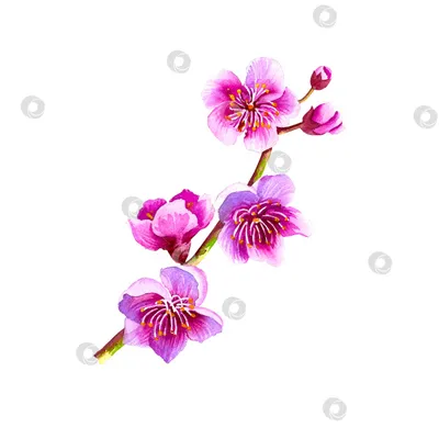 Цветы нарисованные акварелью» — создано в Шедевруме