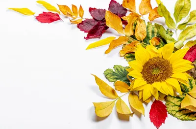 Обои для рабочего стола Листья Осень Цветы Подсолнухи 2560x1675