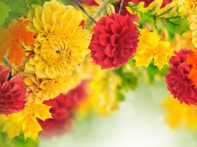 Естественные обои цветов и отражения осени Стоковое Фото - изображение  насчитывающей ноябрь, упадено: 47458008