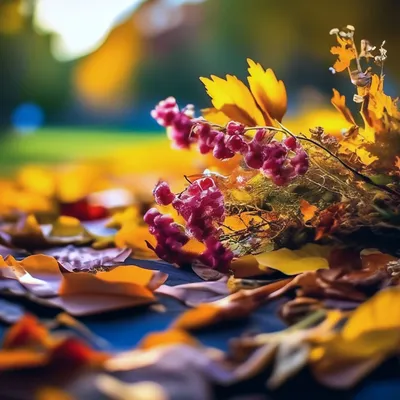 Обои осень, солнце, цветы, оранжевый, красный картинки на рабочий стол,  фото скачать бесплатно