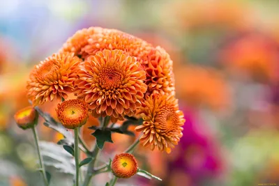 Обои Цветы Хризантемы, обои для рабочего стола, фотографии цветы,  хризантемы, осень, природа, оранжевые Обои для рабочего стола, скачать обои  картинки заставки на рабочий стол.