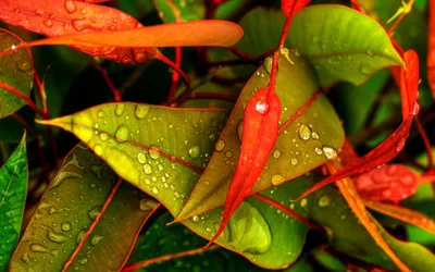 Картинки по запросу осенние цветы обои на рабочий стол | Photography  wallpaper, Water drop on leaf, Colorful leaves