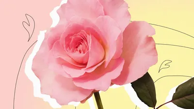 Картинки текстура, цветы, розы - обои 2560x1600, картинка №227414