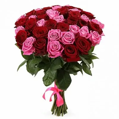 Обои цветок, Роза, красный цвет, сад роз, лепесток для iPhone 6S+/7+/8+  бесплатно, заставка 1080x1920 - скачать картинки и фото