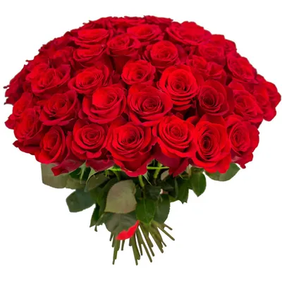 Нежные цветы розы - обои на рабочий стол