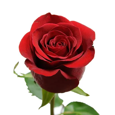 Розовая роза - Обои Цветы. Скачать на телефон