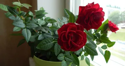 Розы обои на телефон цветы - 67 фото