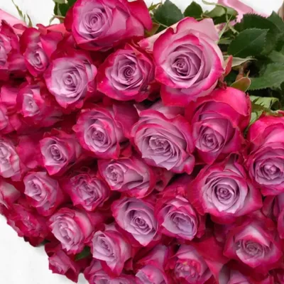 Обои цветы розы - красивые фото