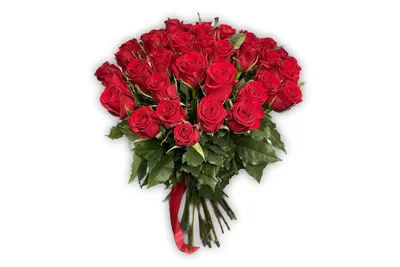 Цветок розы Рабочий стол, белые розы, cdr, флористика png | PNGEgg