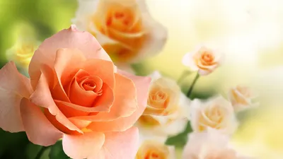 Букет роз самых разных цветов - симфония жизни и радости. | 7Roses