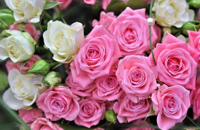 Картинки на рабочий стол красивые розы большие на весь экран бесплатно (37  фото) | Memax