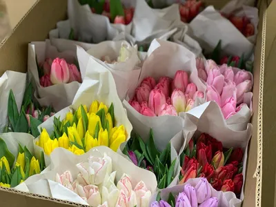 Купить букет цветов на 8 марта из 67 тюльпанов в Новороссийске