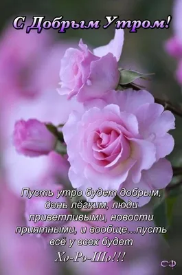 Пин от пользователя Лёля Galustyan на доске Пожелания с добрым утром | Доброе  утро, Луговые цветы, Музыкальные подарки