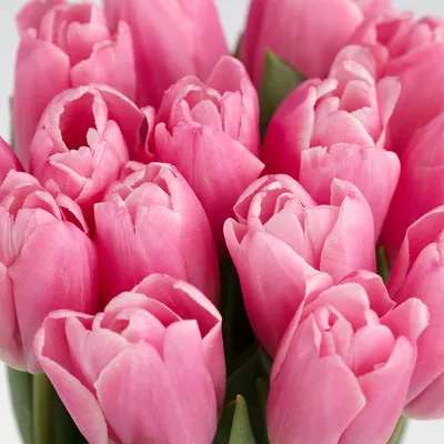 Тюльпаны - Доставка свежих цветов в Шарыпово