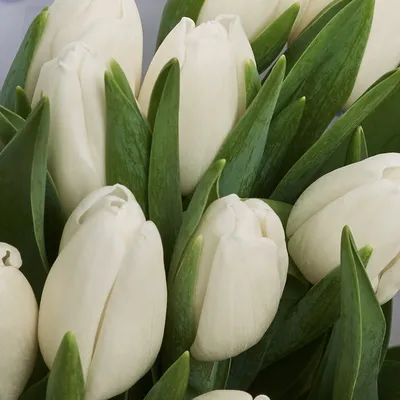 Тюльпаны в стиле Тиффани - Доставкой цветов в Москве! 10035 товаров! Цены  от 487 руб. Цветы Тут