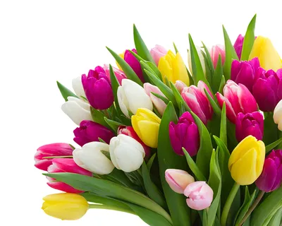 Букет тюльпанов \"Искренняя улыбка\" купить недорого в Гродно с  круглосуточной доставкой