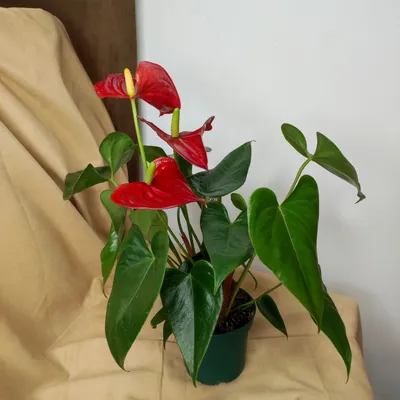 Искусственные цветы Розы в горшке - купить в Москве, цены на Мегамаркет