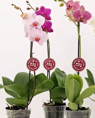 Орхидея фаленопсис в ассортименте 60.00 Br ❀ Цветочная мастерская Флореаль