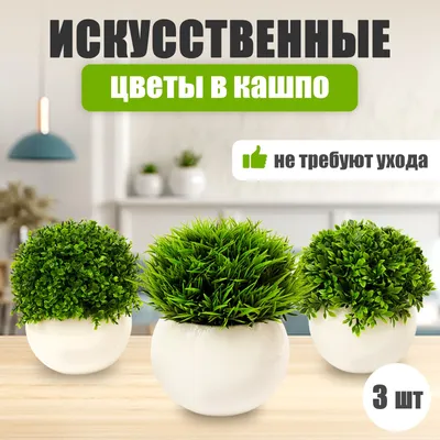 Цветы в горшках можно дарить или нет - ответ | РБК Украина