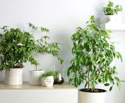 Как выбрать горшок для комнатного растения - Основные отличия от кашпо