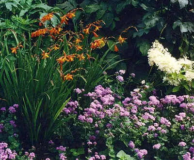 Цветник в стиле ретро: 10 цветов из нашего детства | В цветнике (Огород.ru)