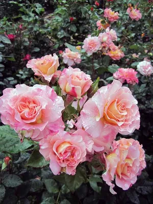 Всё о розах. Розы в нашем саду | Facebook