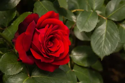 10 красивых цветов, которые расцветут в вашем саду даже без ухода | ivd.ru
