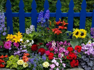 Цветы в палисаднике. :: Любовь Зинченко – Социальная сеть ФотоКто