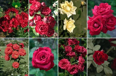 Выставка осенних цветов пройдет в Ботаническом саду Тбилиси - 22.10.2022,  Sputnik Грузия