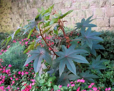 Декоративные цветы и кустарники в саду бондарчанки | Народная трибуна