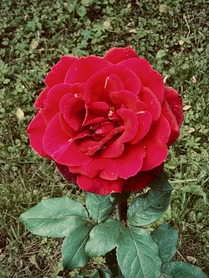 Розы в ландшафтном дизайне: 97 фото в саду | ivd.ru