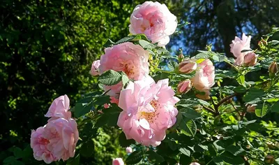 Розы в саду» картина Кирилиной Надежды маслом на холсте — купить на  ArtNow.ru