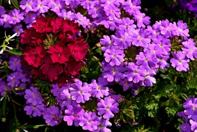 Вербена гибридная Violet (фиолетовый) 390 руб. AGRO1554