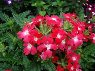Вербена гибридная: купить саженцы цветов в Твери | GreenTver