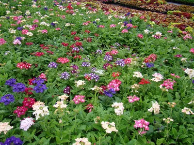 Вербены ПОИСК Агрохолдинг цветы для сада однолетние. - купить по выгодным  ценам в интернет-магазине OZON (1288319172)