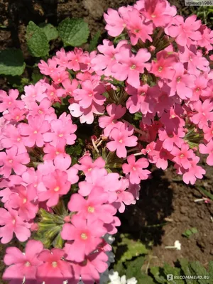 Вербена ампельная Pink- розовый (кашпо) 890 руб. AGRO1223