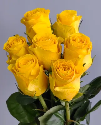 Розы желтые \"Пенни Лэйн\" 5.00 Br ❀ Цветочная мастерская Флореаль